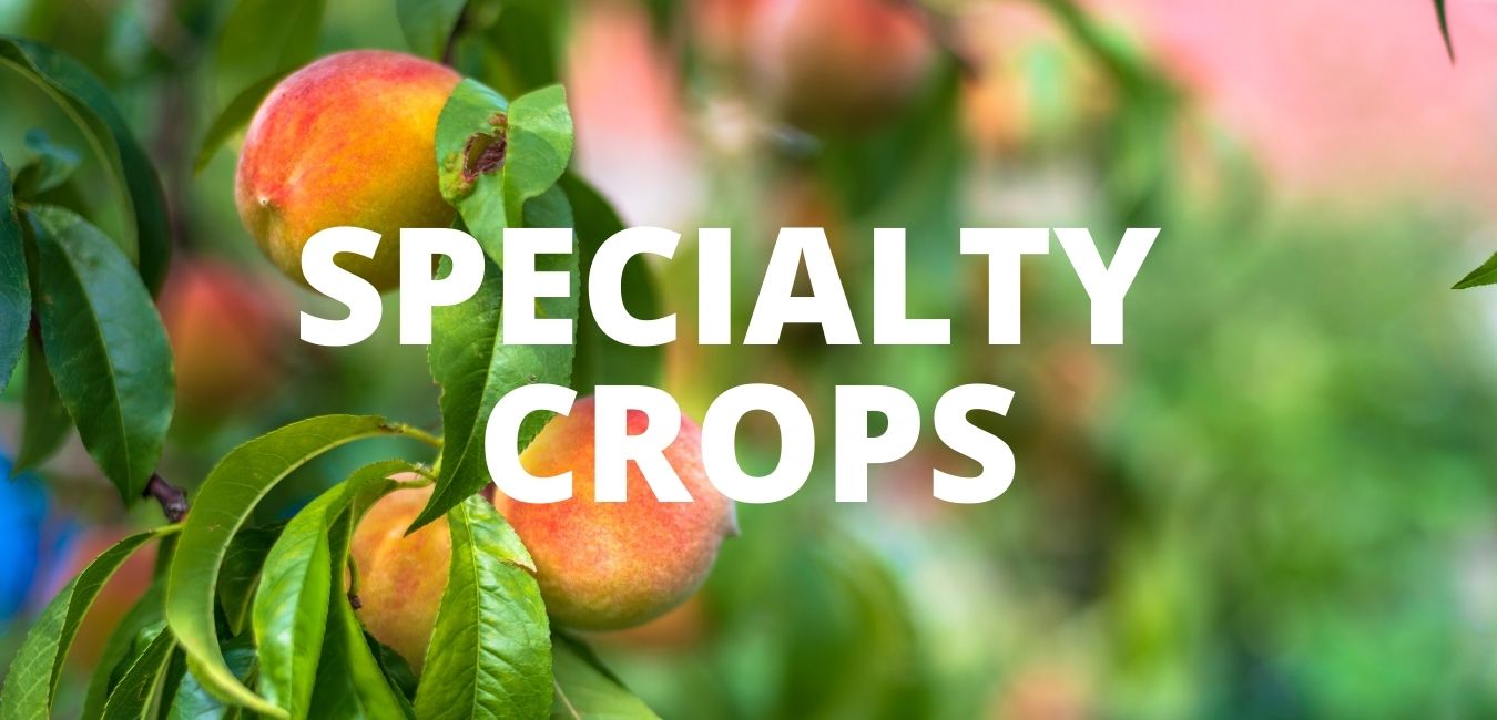 Specialty Crop Banner click to learn more